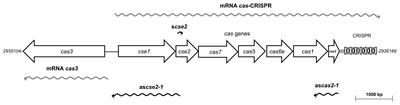 The CRISPR-Cas System Is Involved in OmpR Genetic Regulation for Outer Membrane Protein Synthesis in Salmonella Typhi